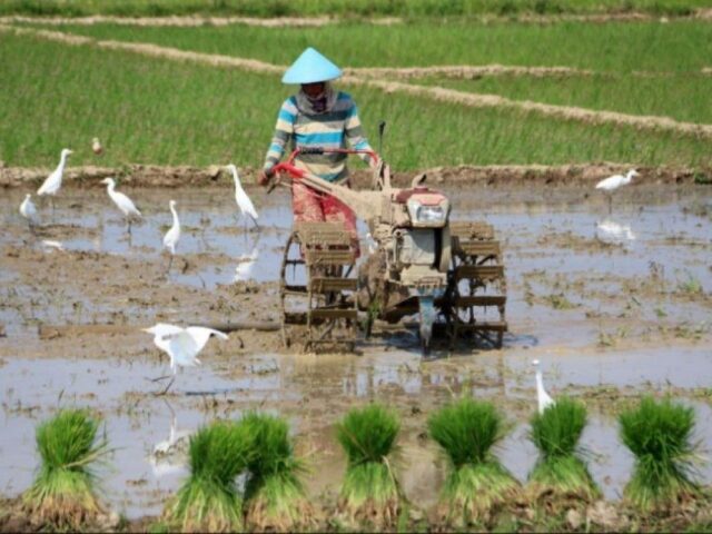 A farmer working in the rice field (source: Humas Kota Pekalongan)