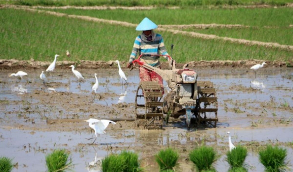 Water for Food Pekalongan_Pekalongan City for Case Study